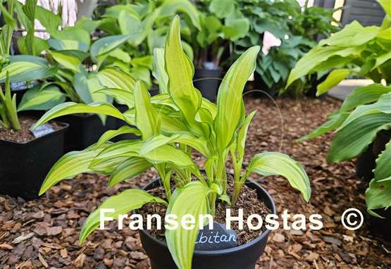 Hosta Kabitan